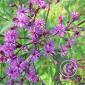 P1090975